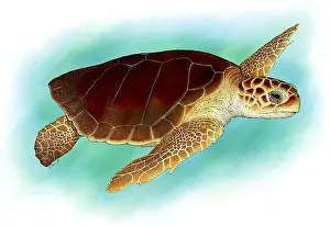 Loggerhead Prints: Loggerhead Sea Turtle