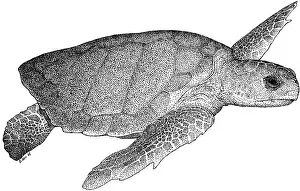 Natural Prints: Loggerhead Sea Turtle