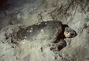 Eggs Prints: Loggerhead Turtle nesting