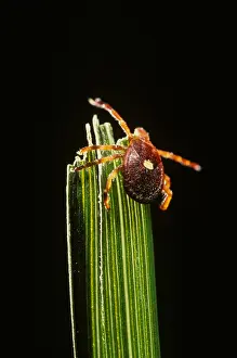 Fever Prints: Lone Star Tick
