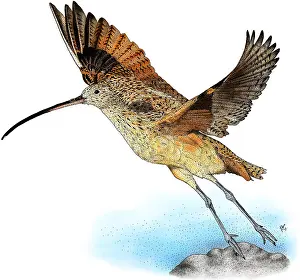 Shorebird Prints: Long-Billed Curlew