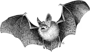 Flying Prints: Long Eared Bat