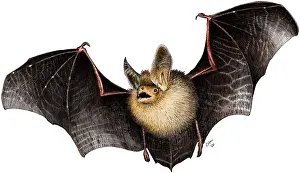 Flying Prints: Long-Eared Bat