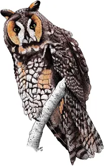 Long Eared Prints: Long-Eared Owl