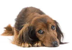Studio Prints: Long-haired Dachshund