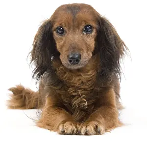 Studio Prints: Long-haired Dachshund