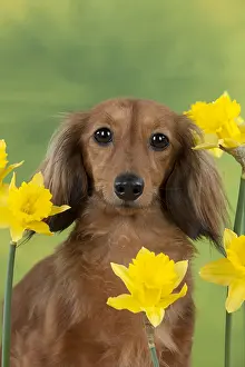 Face Prints: Long-haired Dachshund with Yellow Daffodils