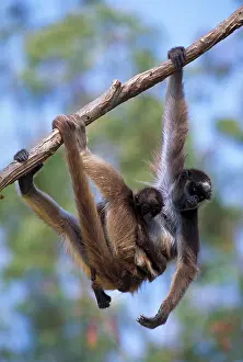Misc 2 Prints: Long-haired spider monkey