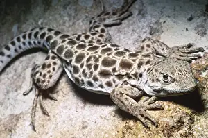 Long Prints: Long-nosed Leopard Lizard