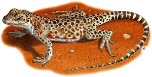 Iguanid Prints: Long-Nosed Leopard Lizard