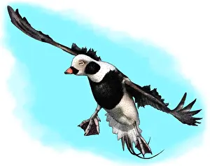 Flying Prints: Long Tailed Duck