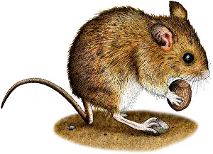 Field Prints: Long-Tailed Field Mouse