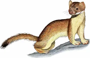 Long Tailed Prints: Long-tailed Weasel
