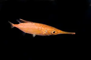 Spinal Prints: Longfin Snipefish