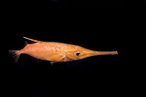 Spinal Prints: Longfin Snipefish