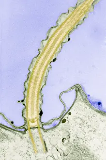 Flagellate Prints: Cilia