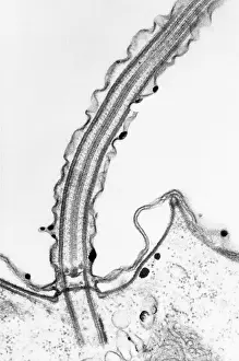 Cilia