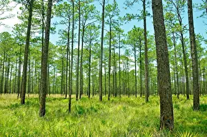 Tree Prints: Longleaf Pine Forest, Florida, Osceola National Forest