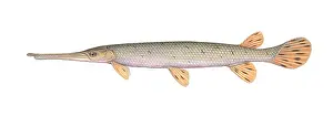 Long Prints: Longnose Gar