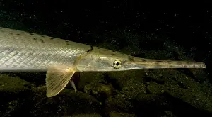 Hole Prints: Longnose Gar (Lepisosteus osseus)