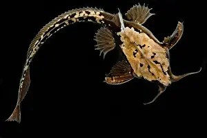 Longtail Banjo Catfish