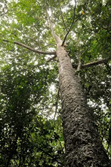 Tree Prints: Looking Up at the Canopy of a Agathis Borneensis Tree, Montane Forest, Malaysia