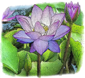 Images Dated 24th May 2017: Lotus Flower
