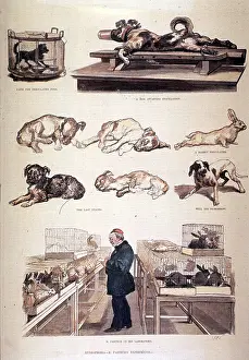 Microbiologists Prints: Louis Pasteur, French Microbiologist