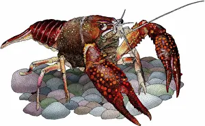 Crayfish Prints: Louisiana crawfish