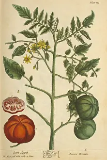 Apple Prints: Love Apple, Medicinal Plant, 1737