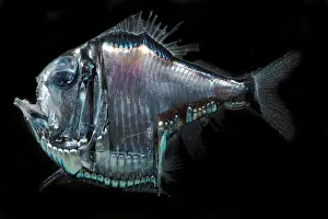 Aculeatus Prints: Lovely Hatchetfish (Argyropelecus aculeatus)
