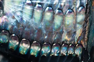 Aculeatus Prints: Lovely Hatchetfish (Argyropelecus aculeatus)