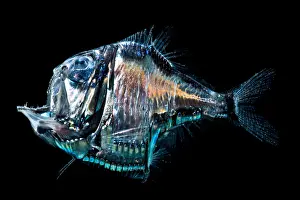 Aculeatus Prints: Lovely Hatchetfish (Argyropelecus aculeatus)