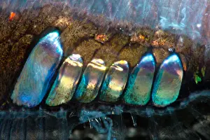 Aculeatus Prints: Lovely Hatchetfish (Argyropelecus aculeatus)