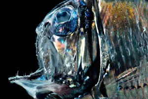 Aculeatus Prints: Lovely Hatchetfish (Argyropelecus aculeatus)
