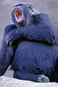 Black Prints: Lowland gorilla