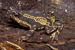 Harlequin Prints: Lowland Harlequin Frog