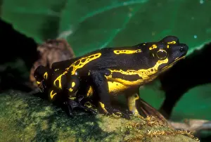 2007 Prints: Lowland Harlequin Frog