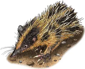 April Prints: Lowland streaked tenrec