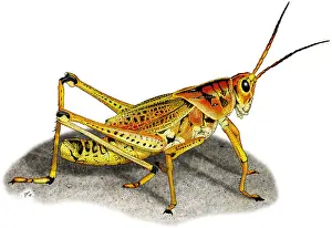 Guttata Prints: Lubber Grasshopper