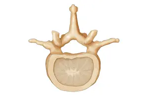Spinal Prints: Lumbar Vertebra