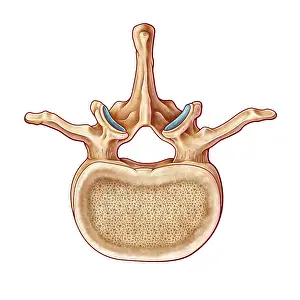 2016 Prints: Lumbar Vertebra and Nerves, illustration