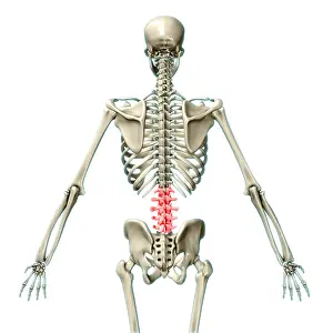 Back Prints: Lumbar Vertebrae, Illustration