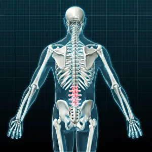 Back Prints: Lumbar Vertebrae, Illustration