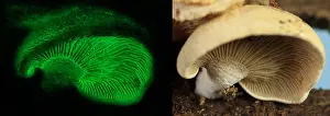 Nature Prints: Luminescent Mushroom, Panellus stipticus