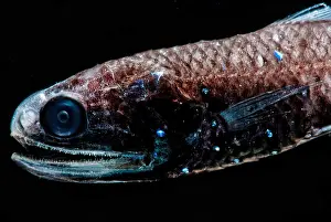 Fish Prints: Luminous Lanternfish