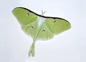Winged Prints: Luna moth