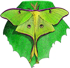 Moth Prints: Luna Moth