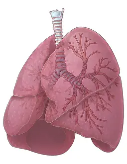 Bronchial Prints: Lungs and Bronchi