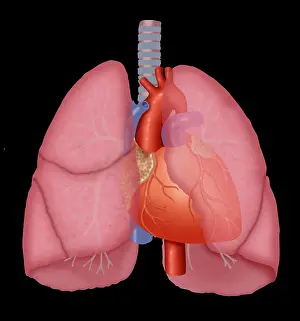 Tubes Prints: Lungs and heart